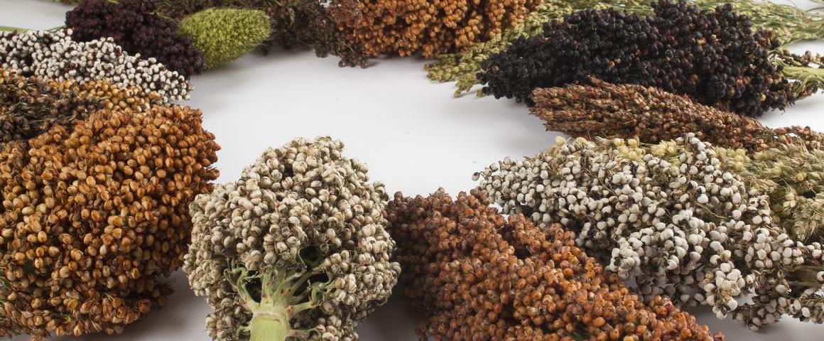 Le sorgho, cinquième céréale la plus cultivée au monde, regroupe une immense diversité de couleurs ou encore de tailles, de grain comme de tige © S. Champion, Cirad